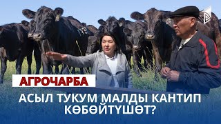 Асыл тукум малды кантип көбөйтүшөт? | АГРО ЧАРБА көрсөтүүсү