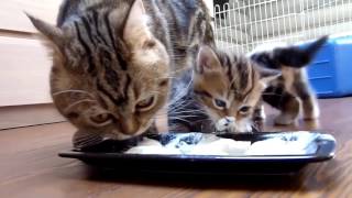 Chats Trop Drole Et Trop Mignon Compilation 17 Funny Cats Youtube