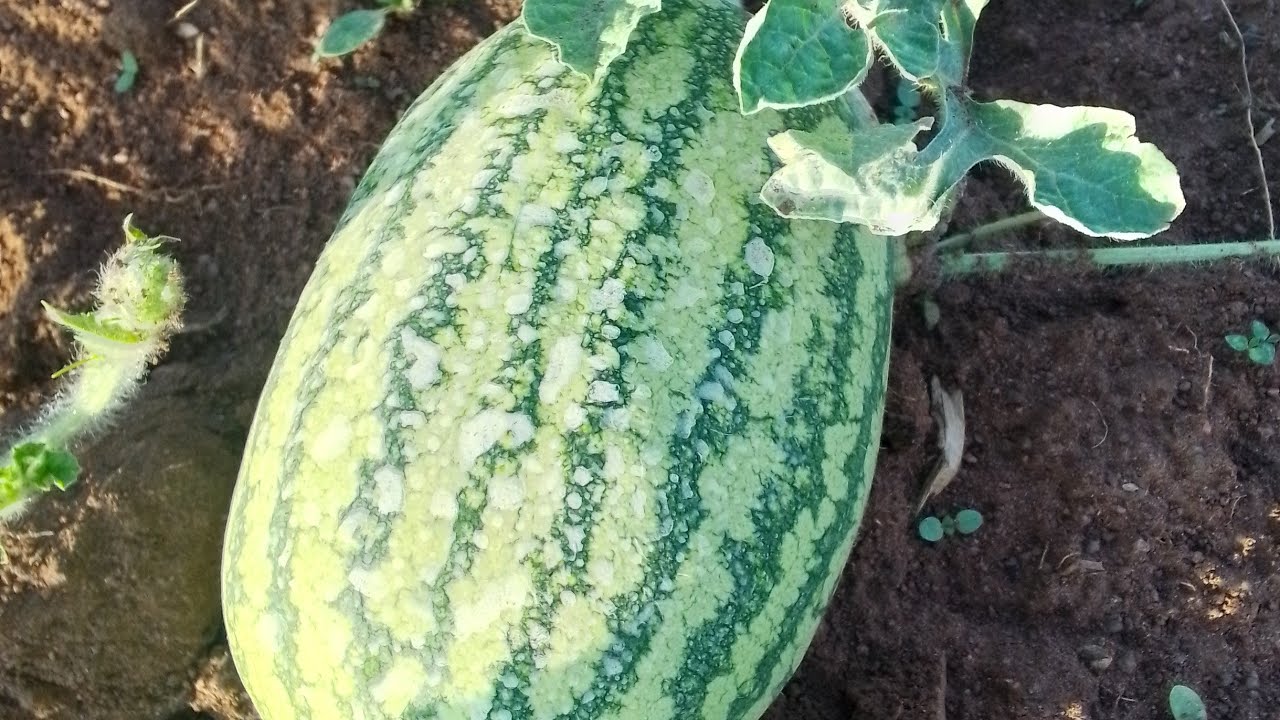 Okulima watermelon mu Uganda mulimu ogufuna watermelon farming in Uganda #bbs #farm#maizecultivation