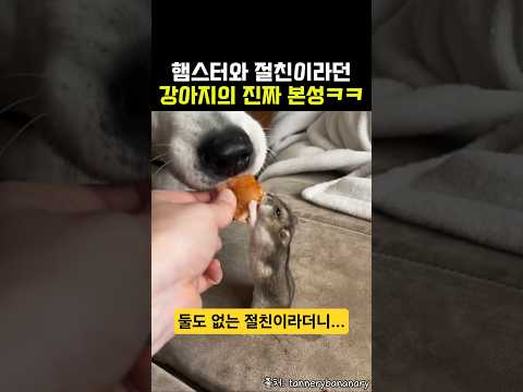 햄스터한테 먹을 거 절대 양보 안하는 강아지 인성 수준ㅋㅋ thumbnail
