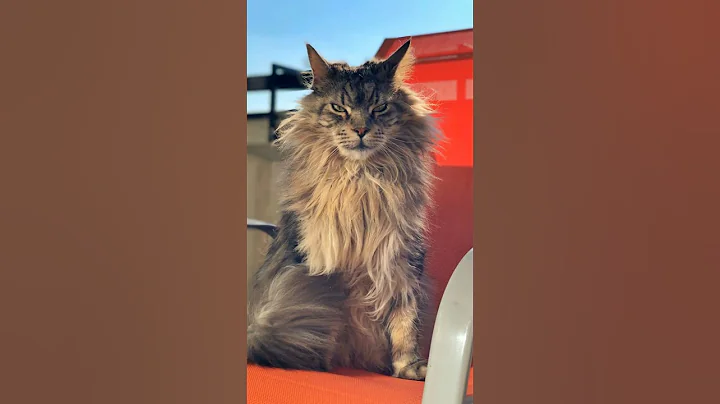 Video 11868141: giant maine coon, mainecoon, gentle giant cat, cat meets