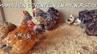 It’s a mama hens convention in my nursery | Cochin Bantam Vlog