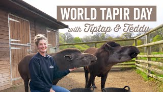 Celebrating World Tapir Day with Tiptap & Teddy