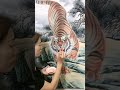 工笔国画 , 的精彩视频..