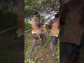 A thrilling moment in the wilds of Africaअफ़्रीका के जंगलों में एक रोमांचकारी क्षण#africa #shorts