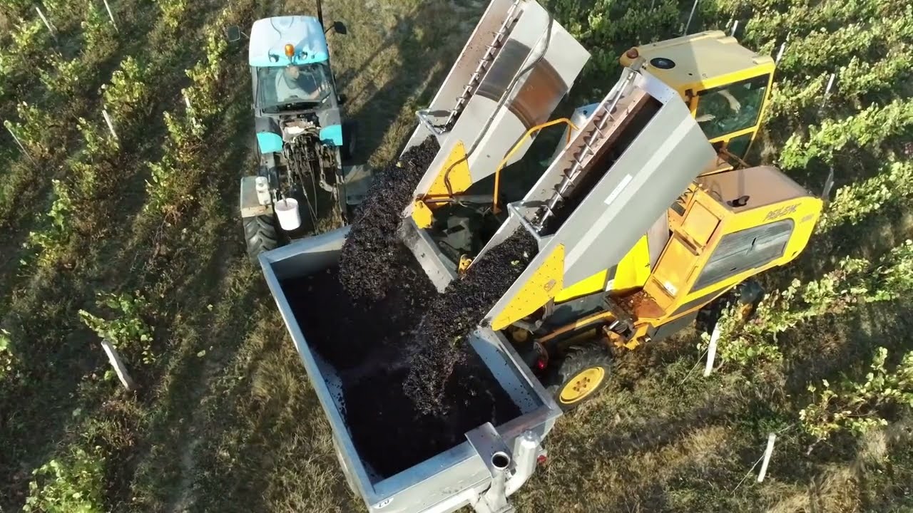 Vendanges mécaniques au Domaine du Moulin Cassé filmées par un drone