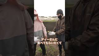 【芋】マッスルグリルファームの芋を食べると!?