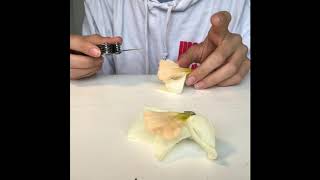 Daffodil Dissection
