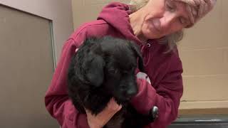 Help save Puppy Squirt! He is so lonely being in the shelter. IN NEED T now by loveglacier1 419 views 1 month ago 45 seconds