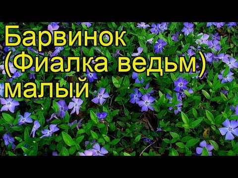 Барвинок малый. Краткий обзор: Барвинок малый описание характеристик, где купить саженцы