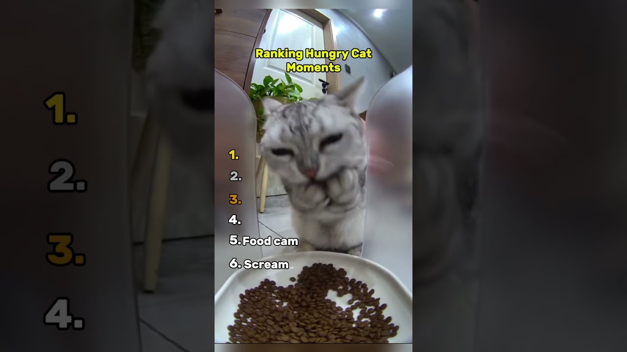 Hungry Cat Moments 