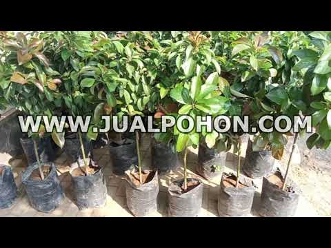Bibit Pohon Alpukat Red Vietnam Berdaun Rimbun Cocok Ditabulampot