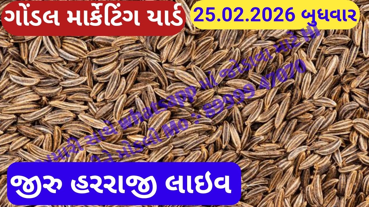 આજના જીરુ ના ભાવ | જીરુ ના ભાવ | જીરુ નો ભાવ jeera na bajar bhav | Gondal marketing yard 25-02-2026