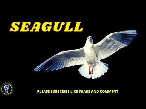 Seagull Facts || True Facts ||  Amazing Facts About Seagull