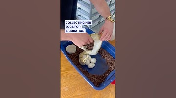 Collecting a MASSIVE Clutch Of Ball Python Eggs😍