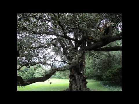 Plant ID: Holm Oak (Quercus ilex)