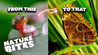 Experience The Amazing Erfly Life Cycle Love, Adventure, And Transformation Nature Bites