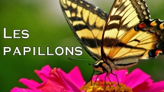 Qui collectionne les papillons ?