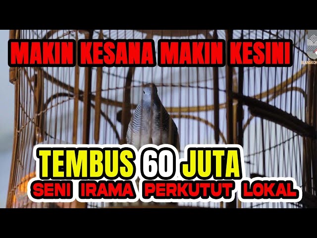 SUARA SENI IRAMA PERKUTUT NGEPAT PAKEM MATARAM HARGA 60 JUTA class=