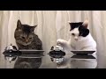ベルを押すと餌が出てくるシステムだと猫はどうなるか?