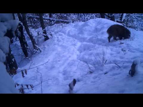 გარეული ღორები თოვლში | Borjomi-Kharagauli National Park