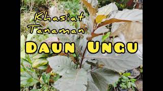 Khasiat Daun ungu untuk kesehatan tubuh