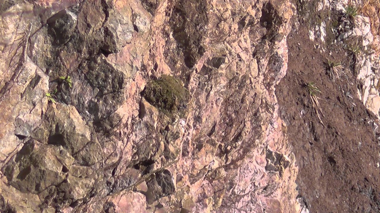 カワガラス子育て Brown Dipper 