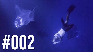 Nighttime Free Dive With Manta Rays | Garden Eel Cove