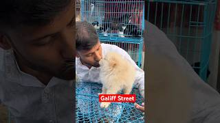 galiff street pet market | dog market Kolkata #shroud #dog #petmarket #galiffstreet
