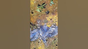 poin 4 ekor anakan burung Rpm Rambatan paruh merah #Lokaljambu