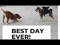 DOG PARK visit for Shikoku Dog! の動画、YouTube動画。