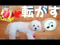 【知育おもちゃ】ガラガラ音たてながら挑戦する。うまく鼻を使うんだな〜