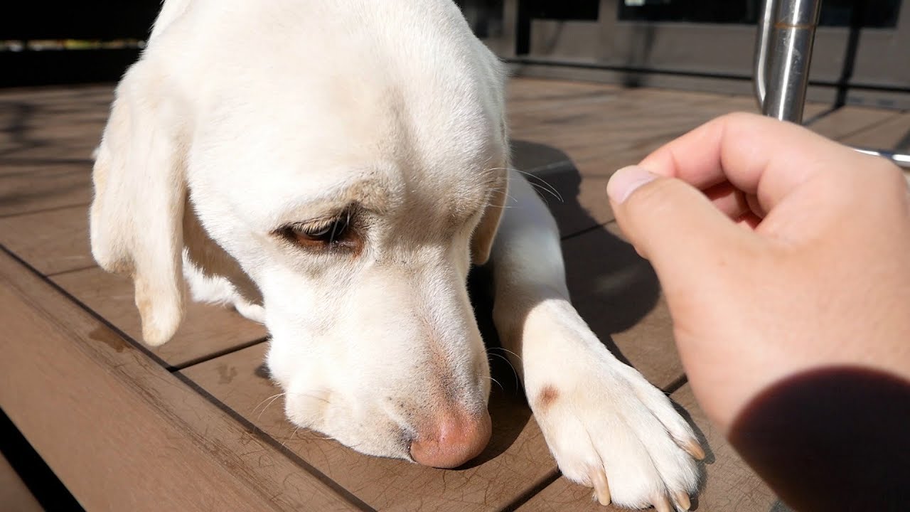 大型犬の手を撫でようとしたら Youtube 大型犬の手を撫でようとしたら Youtube