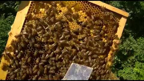 S4E2 Unexpected Artificial Swarm