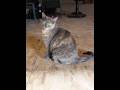 CAT EDIT #kitty #cat #edit
