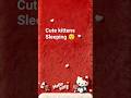 cute kittens sleeping #cat #shorts #shortsfeed #viralvideo