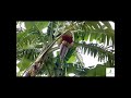 banana video, Banana flower, banana, new banana, কলার মোচা,কলার মোচার ভিডিও,