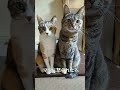 ママに怒られた💦まみ&こまち