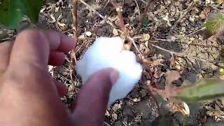 Cotton cultivation tella bangaram