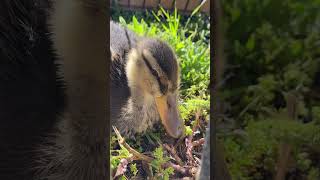 #duck #vogel #tiere #animals #sicily #duck #sicilia #chicken #ente #küken #entenbaby