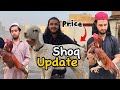 Aseel Murgho ka Detail Shok | Aseel Murgay ||Dumbay | Bakry | Asian Aseel