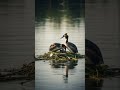 #DreamScreenAI #nature #birdsong #forestwhispers #fairytales #naturesvoice #natura #wildlife