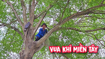 Vua Khỉ cưa cây Bàng Đài Loan khủng Siêu Khó tại Bình Dương.