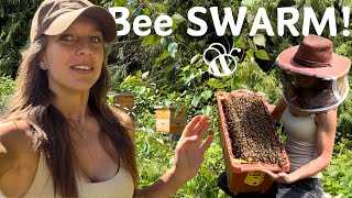 Bee SWARM! - Save the bees! by Wolf Dog Buses 905 views 9 days ago 11 minutes, 25 seconds