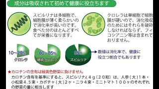 【人体実験シリーズ㊲】スピルリナが最強のサプリメント？海外からの輸入品に注意、見えない所の薬害。実は無料で行える、野草を使っての健康法。そこら辺に生えてる草が健康に良い。