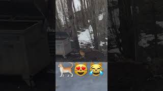 #simpapapolyubila#shorts#keşfet#kedi#zoroman#love#short#komedi#komik#instagram#tiktok#asmr#trending