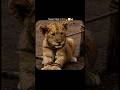 Stop Believing You Are Weak 👍 || #facts #discipline #ytshorts #motivation