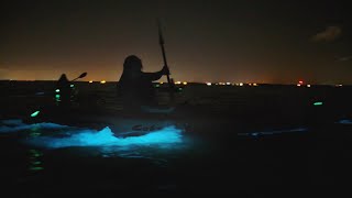 Experience Bioluminescence on Florida's Space Coast