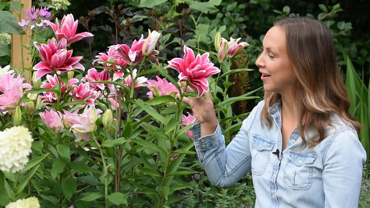 Varying Lily Types for Continuous Cut Flowers 🌸😍// Northlawn Flower ...