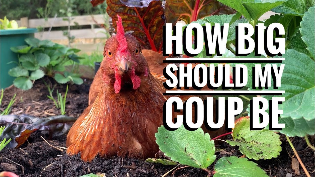 Chicken coop sizing - How big should my chicken coop be? || Hectare